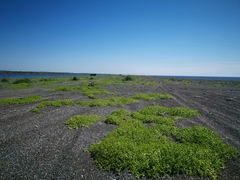 Honckenya peploides major