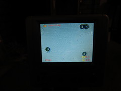 Pseudoplectania vogesiaca