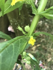 Leucocarpus perfoliatus