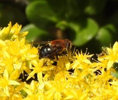Eristalis circe