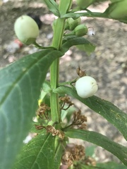 Leucocarpus perfoliatus