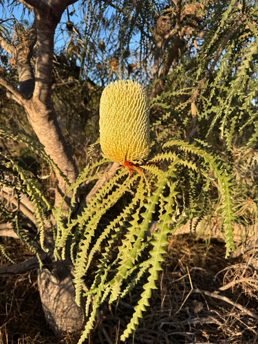 Showy Banksia