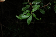 Backhousia subargentea, photograph (c) Greg Tasney, some rights reserved (CC BY-SA)