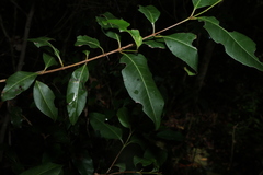 Backhousia subargentea