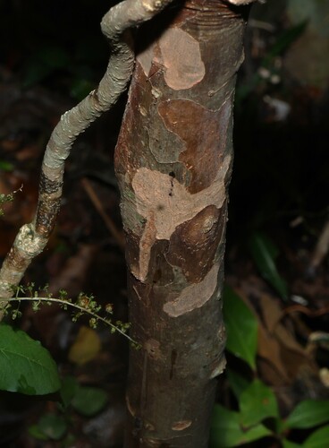 Backhousia subargentea, photograph 3