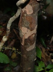 Backhousia subargentea, photograph (c) Greg Tasney, some rights reserved (CC BY-SA)