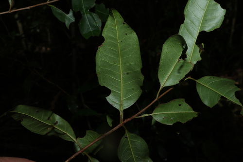 Backhousia subargentea, photograph 2