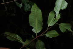 Backhousia subargentea, photograph (c) Greg Tasney, some rights reserved (CC BY-SA)