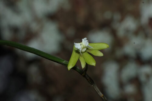 Straggly Pencil Orchid (Dendrobium bowmanii)
