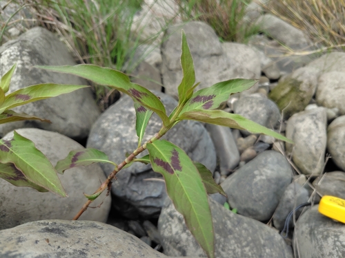 bearded knotweed (Persicaria barbata)