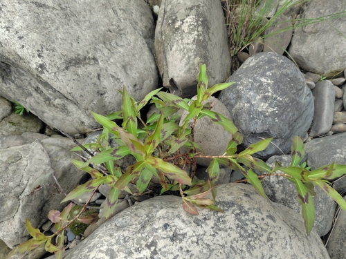 Persicaria barbata, photograph 1
