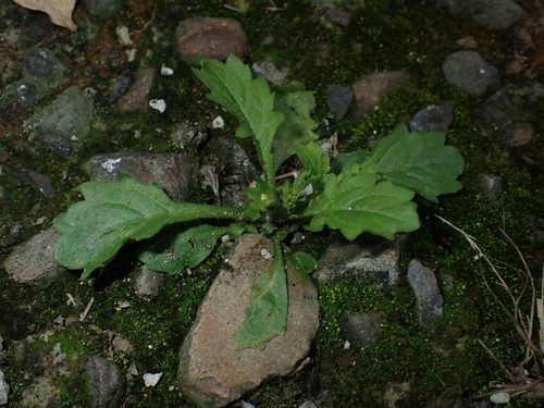 Mazus tainanensis (Mazus tainanensis)