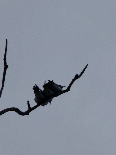 Artamus leucorhynchos