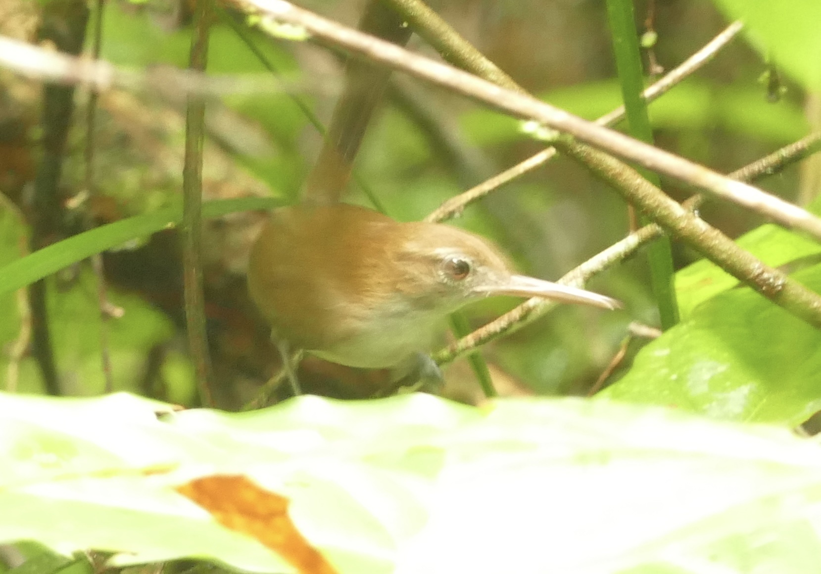 Trilling Gnatwren (Ramphocaenus melanurus), photo 3