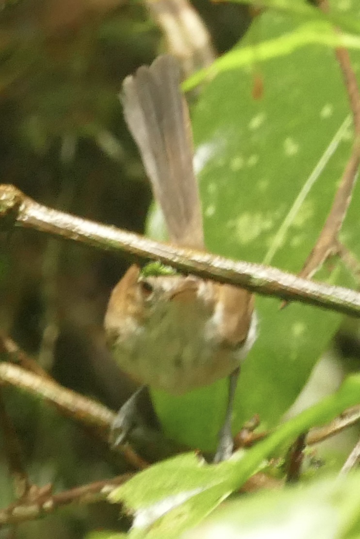 Trilling Gnatwren (Ramphocaenus melanurus), photo 4