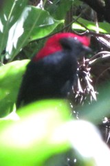 Antilophia galeata