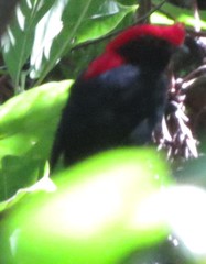 Antilophia galeata