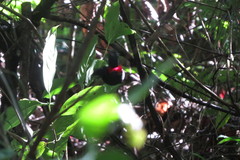 Antilophia galeata