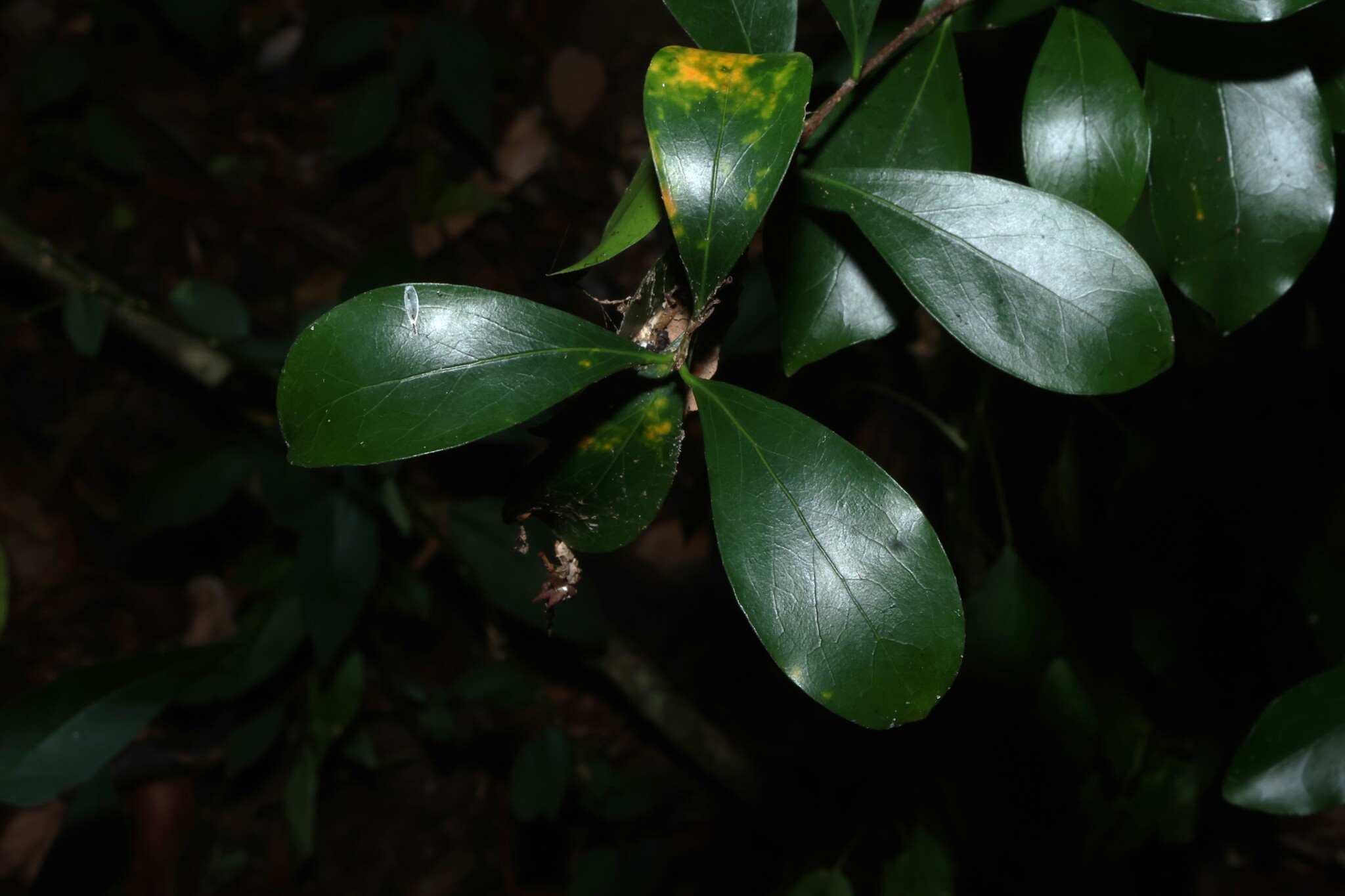 Orange Boxwood (Denhamia disperma)
