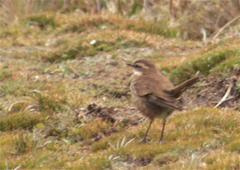 Cinclodes albidiventris