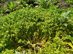 Honckenya peploides major