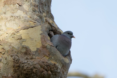 Stock Dove