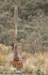 Puya clava-herculis