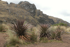 Puya clava-herculis