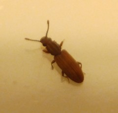 Oryzaephilus mercator