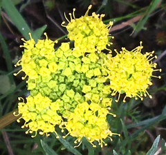Lomatium caruifolium