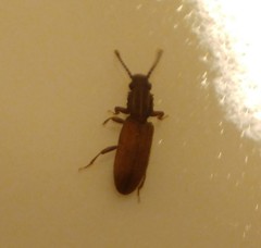 Oryzaephilus mercator