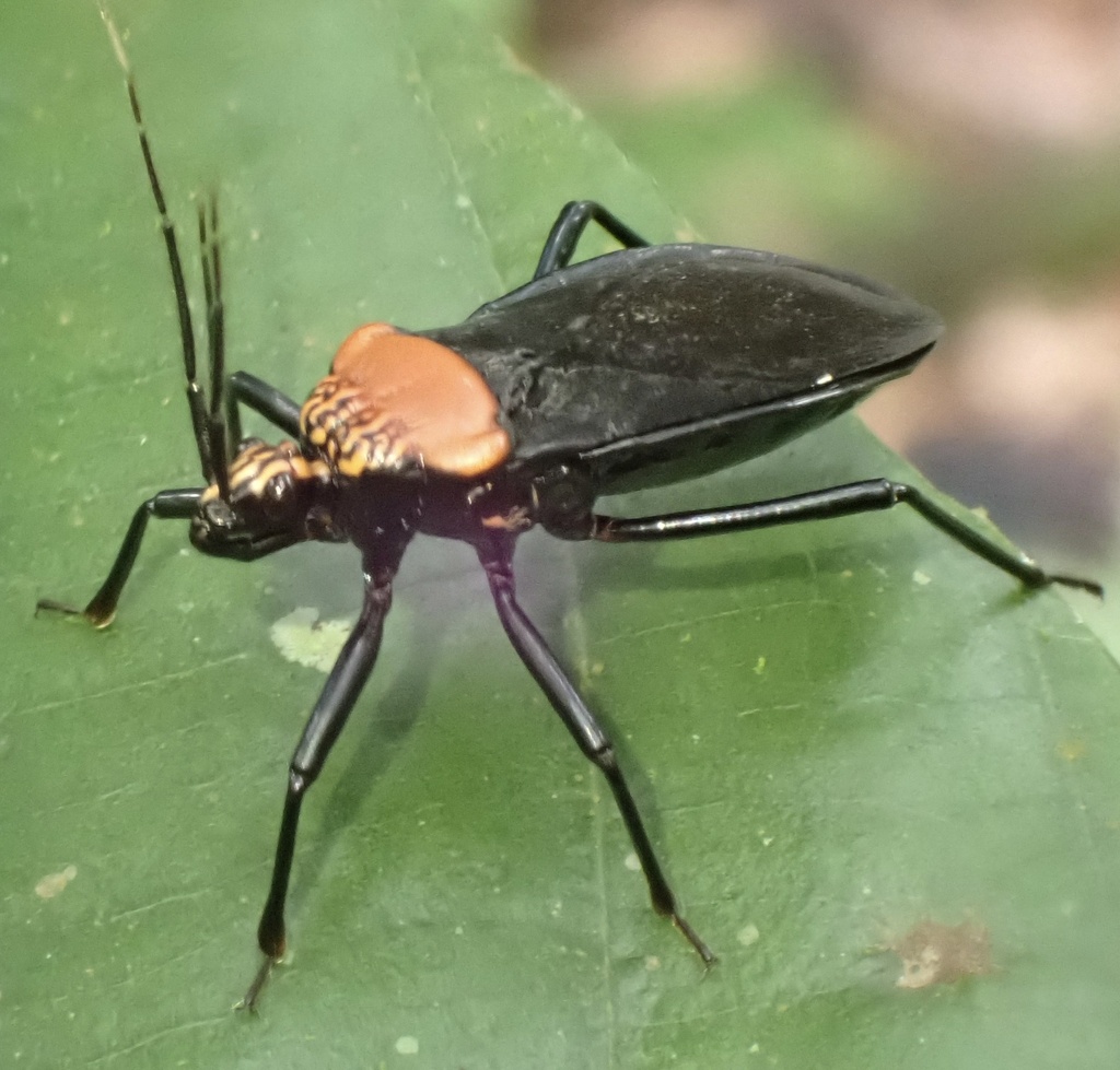 Rhiginia immarginata