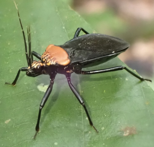Rhiginia immarginata