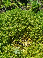 Honckenya peploides major