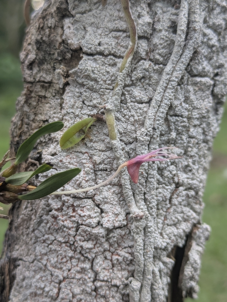 Dendrobium phalangillum J.J.Sm.