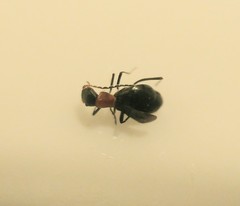 Psiloderes formicarius