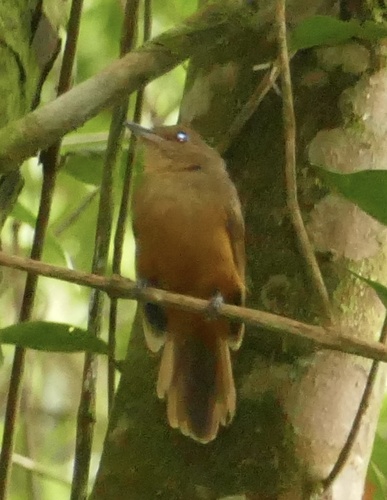 Cinereous Antshrike (Thamnomanes caesius), photo 9