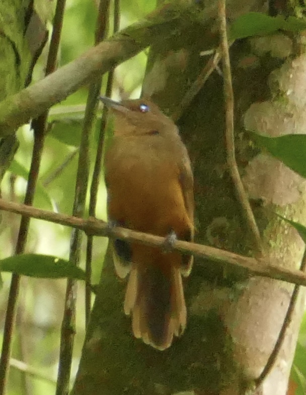 Cinereous Antshrike (Thamnomanes caesius), photo 6