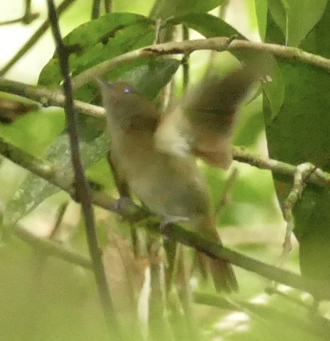 Cinereous Antshrike (Thamnomanes caesius), photo 7