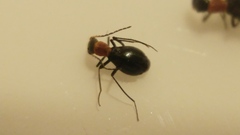 Psiloderes formicarius