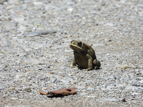 Duttaphrynus melanostictus