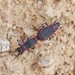 Redtrim Bug - Photo (c) centaur, some rights reserved (CC BY-NC-ND), uploaded by centaur