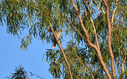 Olive-backed Oriole