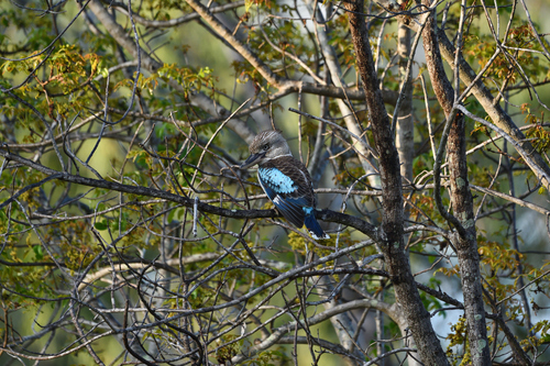 Blue-winged Kookaburra