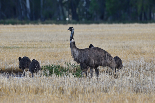 Emu