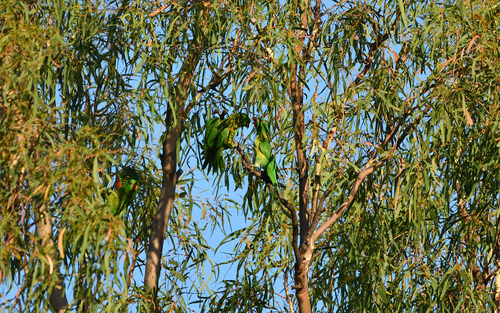 Scaly-breasted Lorikeet
