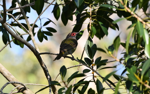 Australasian Figbird