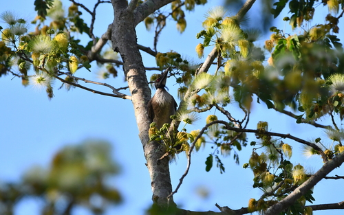Noisy Friarbird