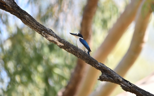 Forest Kingfisher