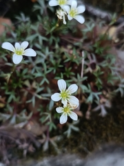 Saxifraga fragilis, photograph author not stated, no rights reserved